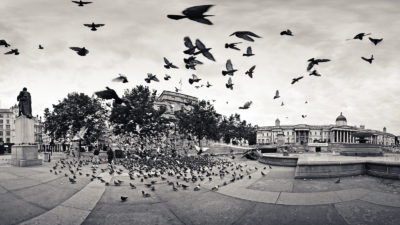 The Birds - Panoramic Black & White Fine Art Photo of the birds of Trafalgar Square London.