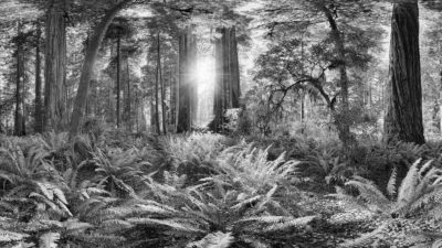 Redwoods - Californian Redwoods (Sequoia). Black & White Fine Art Print.